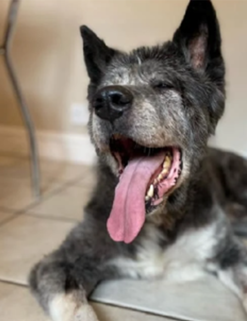 Dogilike.com :: عѢ٧ͺҹҹ» شդѺ§!