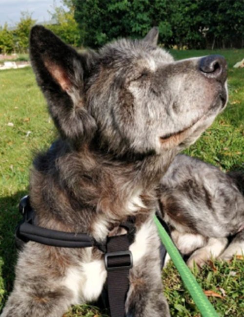 Dogilike.com :: عѢ٧ͺҹҹ» شդѺ§!