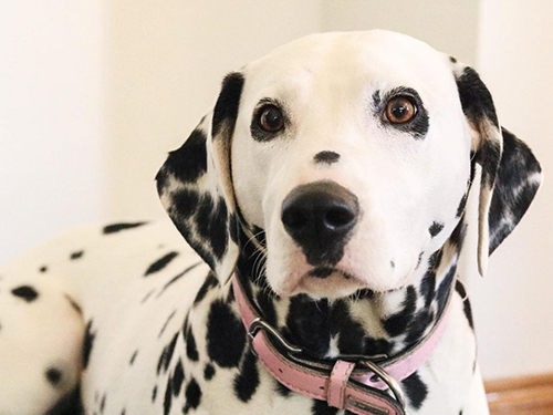 Dogilike.com :: Źѡ! Ң§ ҡҹ͹