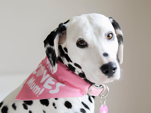 Dogilike.com :: Źѡ! Ң§ ҡҹ͹