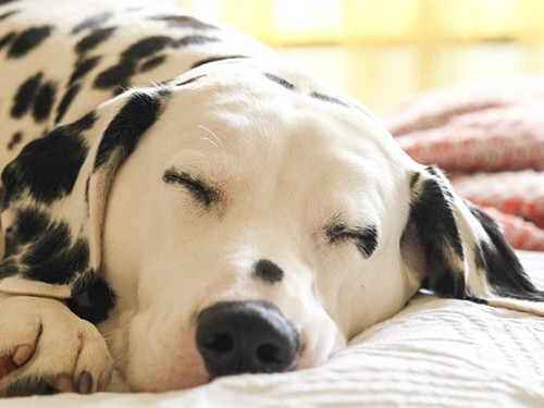 Dogilike.com :: Źѡ! Ң§ ҡҹ͹