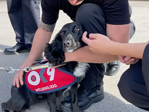 Dogilike.com :: տ عѢѺԧáҪҳҨѡ !
