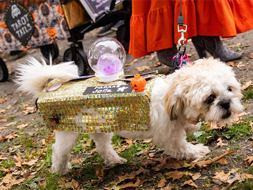 Dogilike.com :: ѹչ! 줨ѴСǴҵٺشΌ