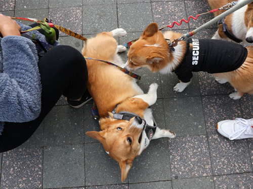 Dogilike.com :: ѹչ! 줨ѴСǴҵٺشΌ