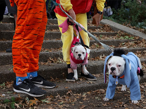 Dogilike.com :: ѹչ! 줨ѴСǴҵٺشΌ