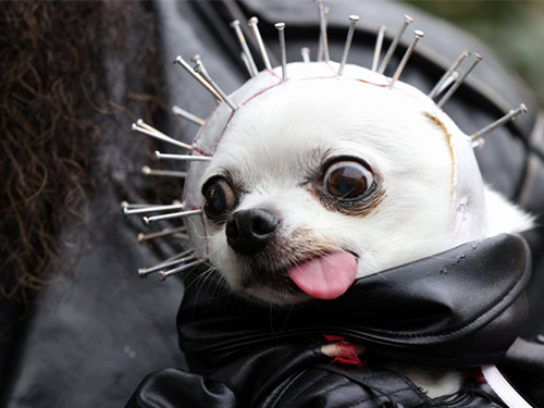 Dogilike.com :: ѹչ! 줨ѴСǴҵٺشΌ