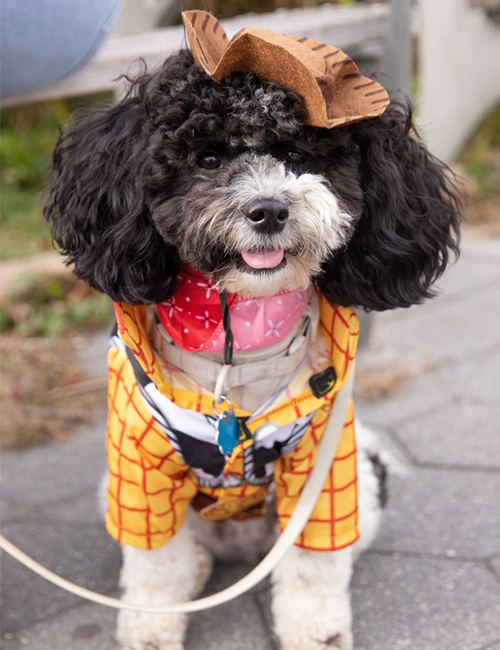Dogilike.com :: ѹչ! 줨ѴСǴҵٺشΌ