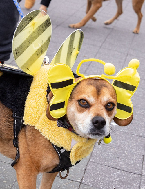 Dogilike.com :: ѹչ! 줨ѴСǴҵٺشΌ