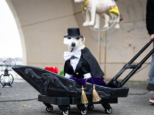 Dogilike.com :: ѹչ! 줨ѴСǴҵٺشΌ