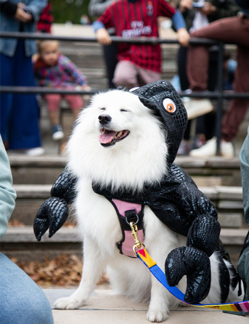 Dogilike.com :: ѹչ! 줨ѴСǴҵٺشΌ