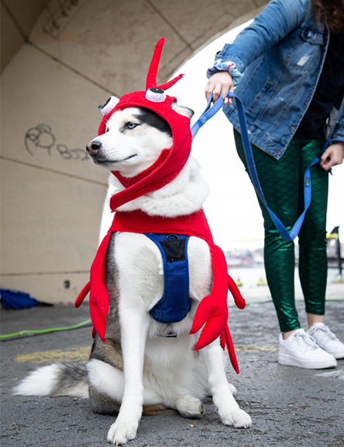 Dogilike.com :: ѹչ! 줨ѴСǴҵٺشΌ