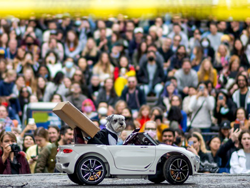 Dogilike.com :: ѹչ! 줨ѴСǴҵٺشΌ