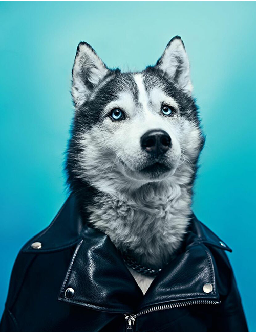 Dogilike.com :: ศูนย์พักพิงฯ ปิ๊งไอเดีย! จับตูบมาแต่งตัว ดึงดูดคนมารับเลี้ยง Dogilike.com :: ศูนย์พักพิงฯ ปิ๊งไอเดีย! จับตูบมาแต่งตัว ดึงดูดคนมารับเลี้ยง