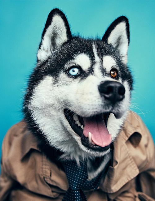 Dogilike.com :: ศูนย์พักพิงฯ ปิ๊งไอเดีย! จับตูบมาแต่งตัว ดึงดูดคนมารับเลี้ยง Dogilike.com :: ศูนย์พักพิงฯ ปิ๊งไอเดีย! จับตูบมาแต่งตัว ดึงดูดคนมารับเลี้ยง