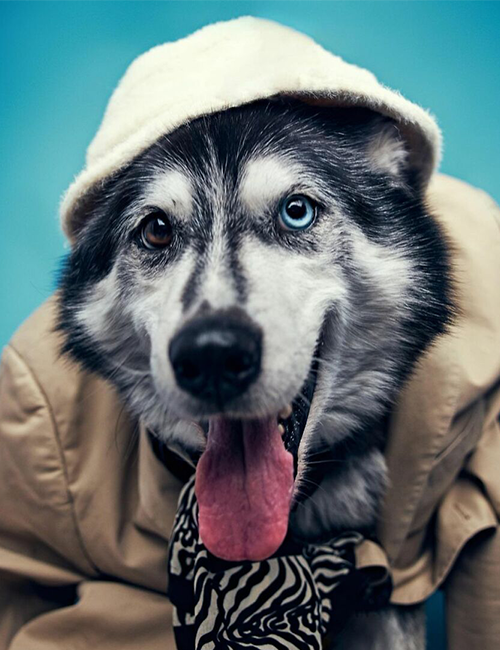 Dogilike.com :: ศูนย์พักพิงฯ ปิ๊งไอเดีย! จับตูบมาแต่งตัว ดึงดูดคนมารับเลี้ยง Dogilike.com :: ศูนย์พักพิงฯ ปิ๊งไอเดีย! จับตูบมาแต่งตัว ดึงดูดคนมารับเลี้ยง