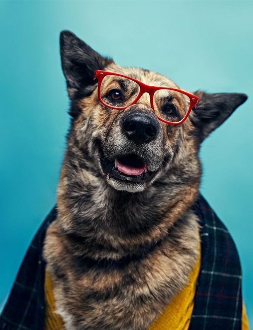 Dogilike.com :: ศูนย์พักพิงฯ ปิ๊งไอเดีย! จับตูบมาแต่งตัว ดึงดูดคนมารับเลี้ยง Dogilike.com :: ศูนย์พักพิงฯ ปิ๊งไอเดีย! จับตูบมาแต่งตัว ดึงดูดคนมารับเลี้ยง