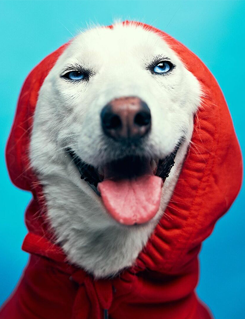 Dogilike.com :: ศูนย์พักพิงฯ ปิ๊งไอเดีย! จับตูบมาแต่งตัว ดึงดูดคนมารับเลี้ยง Dogilike.com :: ศูนย์พักพิงฯ ปิ๊งไอเดีย! จับตูบมาแต่งตัว ดึงดูดคนมารับเลี้ยง