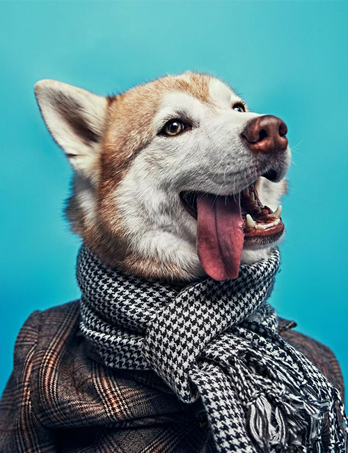 Dogilike.com :: ศูนย์พักพิงฯ ปิ๊งไอเดีย! จับตูบมาแต่งตัว ดึงดูดคนมารับเลี้ยง Dogilike.com :: ศูนย์พักพิงฯ ปิ๊งไอเดีย! จับตูบมาแต่งตัว ดึงดูดคนมารับเลี้ยง