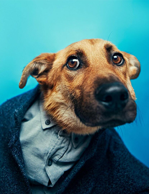 Dogilike.com :: ศูนย์พักพิงฯ ปิ๊งไอเดีย! จับตูบมาแต่งตัว ดึงดูดคนมารับเลี้ยง Dogilike.com :: ศูนย์พักพิงฯ ปิ๊งไอเดีย! จับตูบมาแต่งตัว ดึงดูดคนมารับเลี้ยง