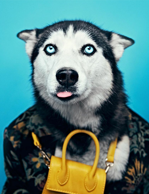 Dogilike.com :: ศูนย์พักพิงฯ ปิ๊งไอเดีย! จับตูบมาแต่งตัว ดึงดูดคนมารับเลี้ยง Dogilike.com :: ศูนย์พักพิงฯ ปิ๊งไอเดีย! จับตูบมาแต่งตัว ดึงดูดคนมารับเลี้ยง