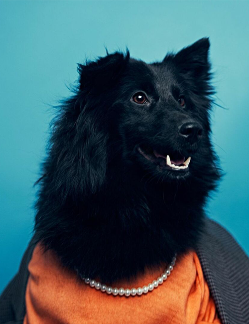 Dogilike.com :: ศูนย์พักพิงฯ ปิ๊งไอเดีย! จับตูบมาแต่งตัว ดึงดูดคนมารับเลี้ยง Dogilike.com :: ศูนย์พักพิงฯ ปิ๊งไอเดีย! จับตูบมาแต่งตัว ดึงดูดคนมารับเลี้ยง