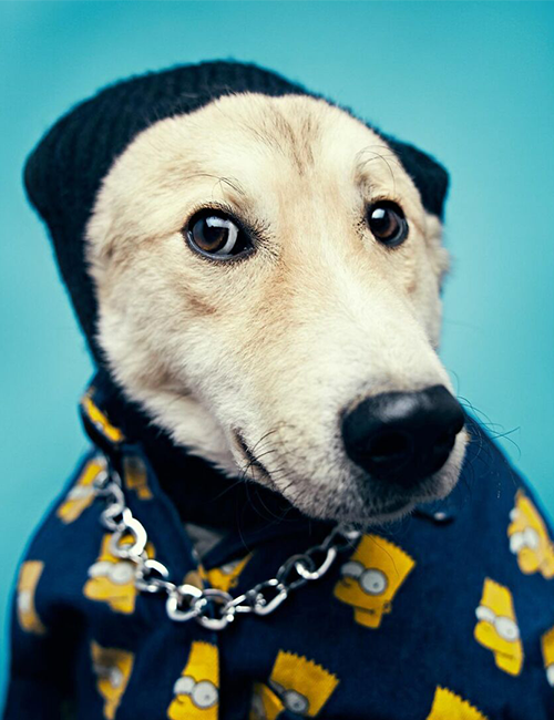 Dogilike.com :: ศูนย์พักพิงฯ ปิ๊งไอเดีย! จับตูบมาแต่งตัว ดึงดูดคนมารับเลี้ยง Dogilike.com :: ศูนย์พักพิงฯ ปิ๊งไอเดีย! จับตูบมาแต่งตัว ดึงดูดคนมารับเลี้ยง