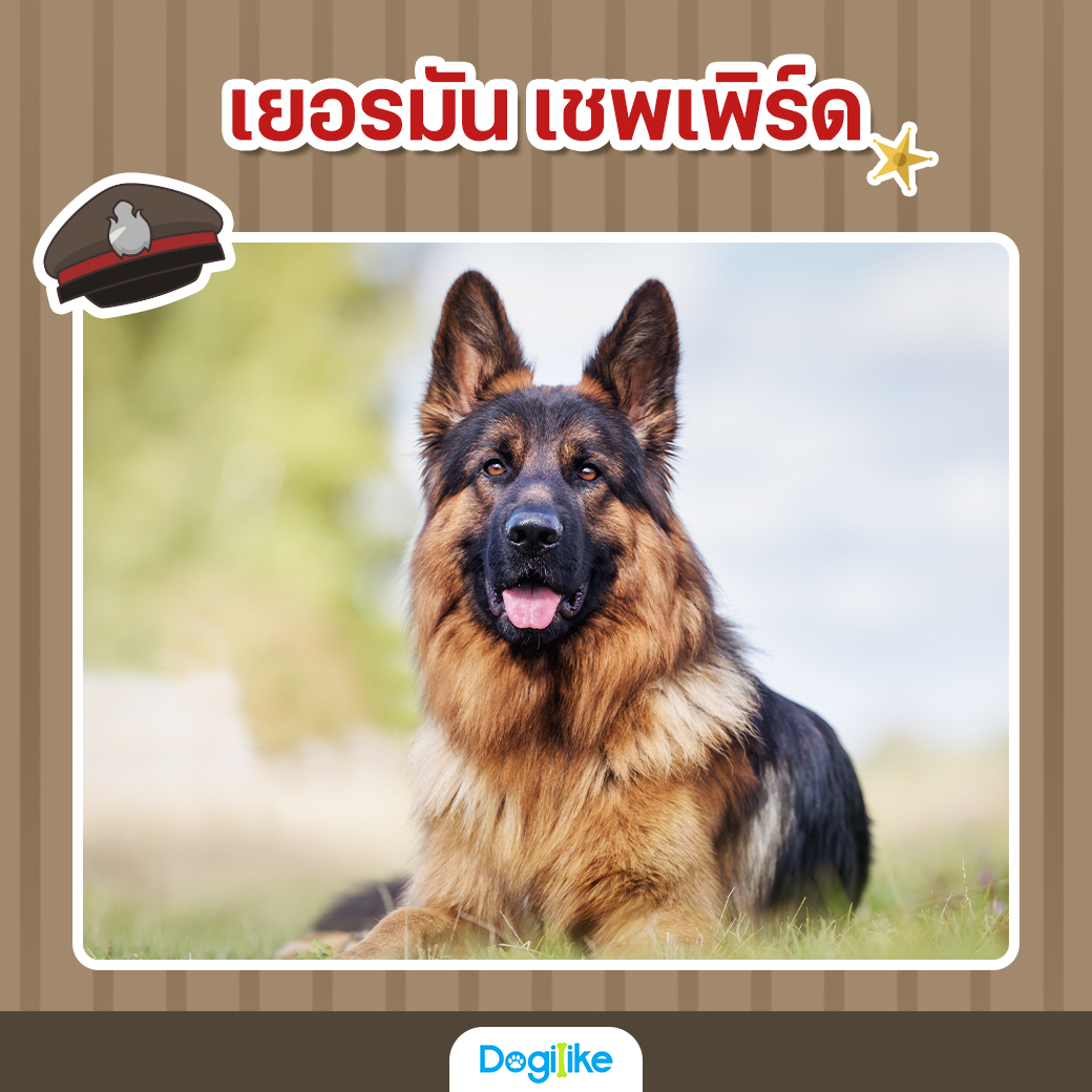 5 น้องหมาพันธุ์ฮีโร ... ผู้ช่วยคุณตำรวจ | Dogilike.Com