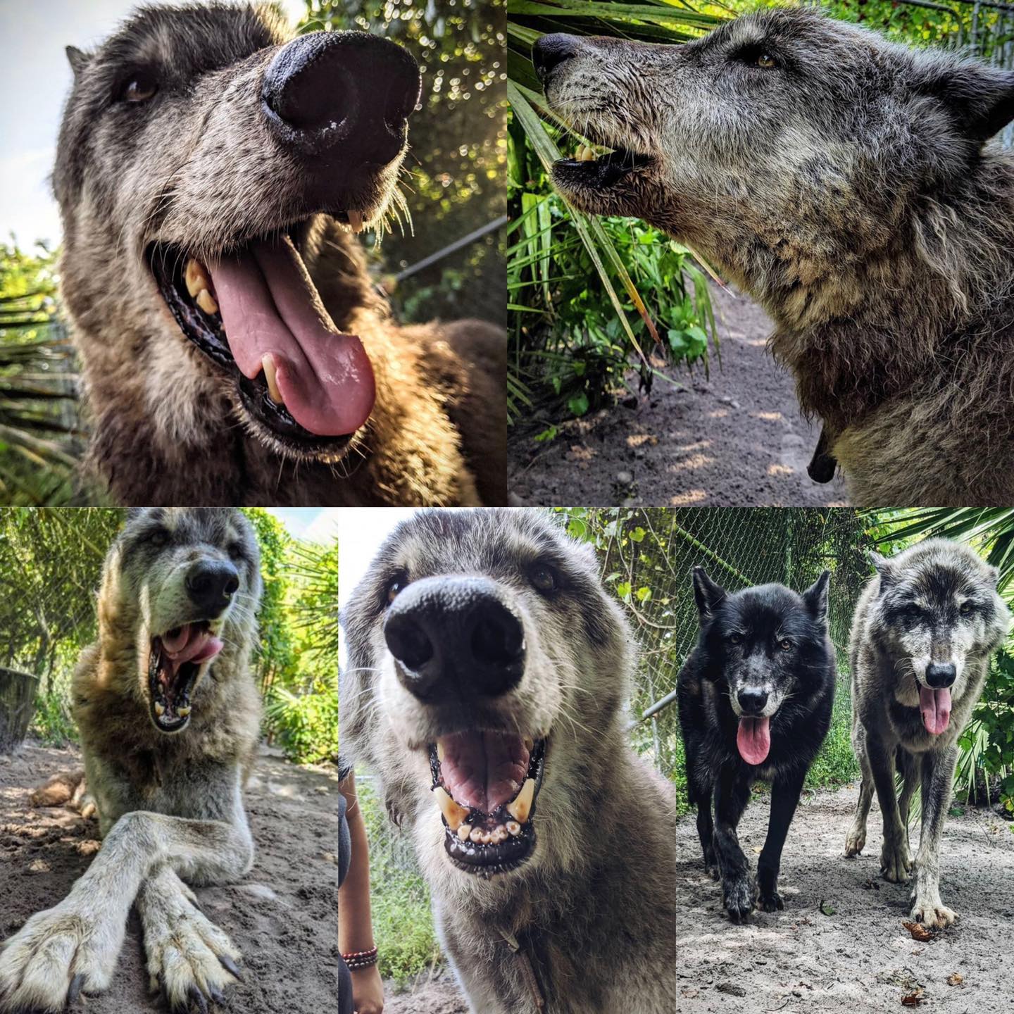 Dogilike.com :: Wolfdog ҵʹѧ١!!