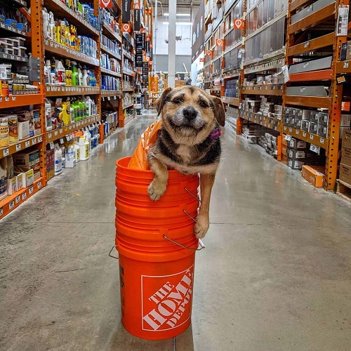 Dogilike.com :: Դ  ʹյٺҡٹѡԧ 边ѡҹشѡ