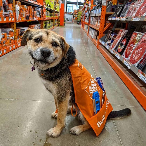 Dogilike.com :: Դ  ʹյٺҡٹѡԧ 边ѡҹشѡ