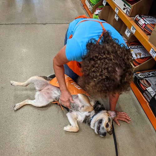 Dogilike.com :: Դ  ʹյٺҡٹѡԧ 边ѡҹشѡ