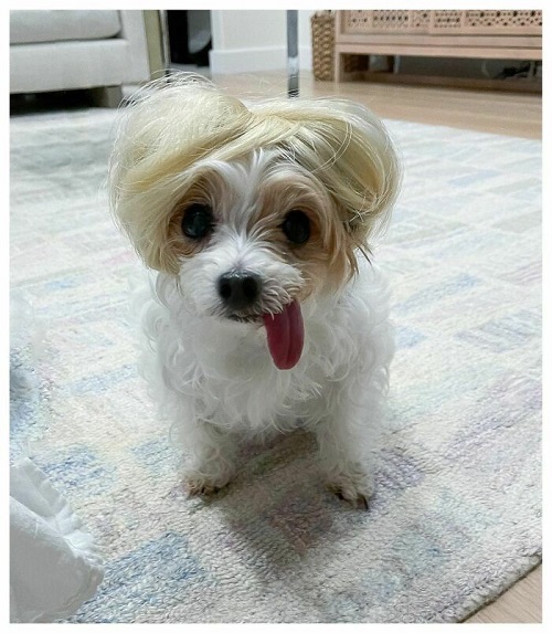 Dogilike.com :: การศึกษาชี้ดูรูปสัตว์น่ารักช่วยให้ทำงานดีขึ้นเท่าตัว! Dogilike.com :: การศึกษาชี้ดูรูปสัตว์น่ารักช่วยให้ทำงานดีขึ้นเท่าตัว!