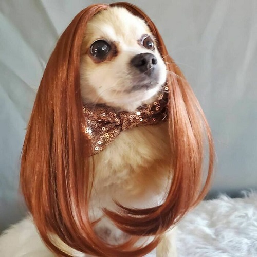 Dogilike.com :: การศึกษาชี้ดูรูปสัตว์น่ารักช่วยให้ทำงานดีขึ้นเท่าตัว! Dogilike.com :: การศึกษาชี้ดูรูปสัตว์น่ารักช่วยให้ทำงานดีขึ้นเท่าตัว!