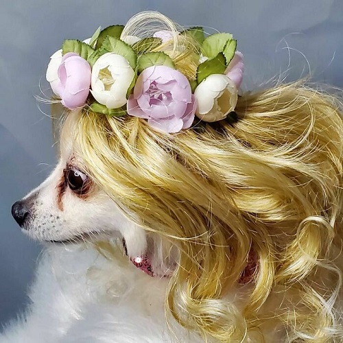 Dogilike.com :: การศึกษาชี้ดูรูปสัตว์น่ารักช่วยให้ทำงานดีขึ้นเท่าตัว! Dogilike.com :: การศึกษาชี้ดูรูปสัตว์น่ารักช่วยให้ทำงานดีขึ้นเท่าตัว!