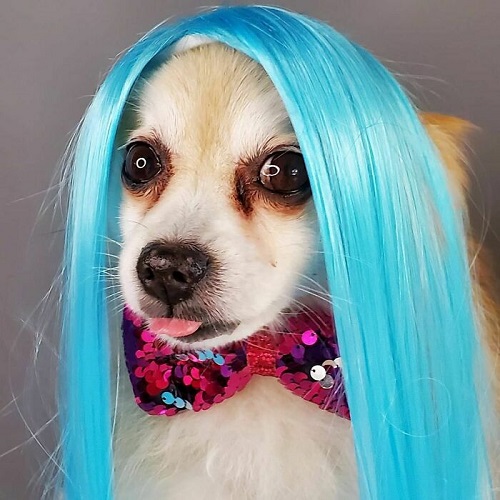 Dogilike.com :: การศึกษาชี้ดูรูปสัตว์น่ารักช่วยให้ทำงานดีขึ้นเท่าตัว! Dogilike.com :: การศึกษาชี้ดูรูปสัตว์น่ารักช่วยให้ทำงานดีขึ้นเท่าตัว!