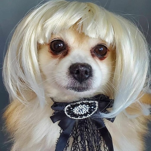 Dogilike.com :: การศึกษาชี้ดูรูปสัตว์น่ารักช่วยให้ทำงานดีขึ้นเท่าตัว! Dogilike.com :: การศึกษาชี้ดูรูปสัตว์น่ารักช่วยให้ทำงานดีขึ้นเท่าตัว!
