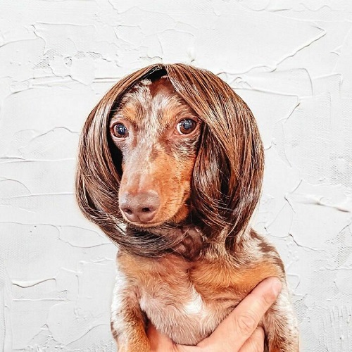 Dogilike.com :: การศึกษาชี้ดูรูปสัตว์น่ารักช่วยให้ทำงานดีขึ้นเท่าตัว! Dogilike.com :: การศึกษาชี้ดูรูปสัตว์น่ารักช่วยให้ทำงานดีขึ้นเท่าตัว!