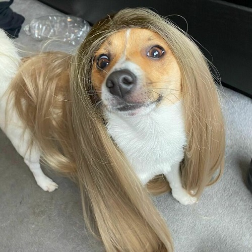Dogilike.com :: ֡Ҫٻѵѡӧҹբҵ!