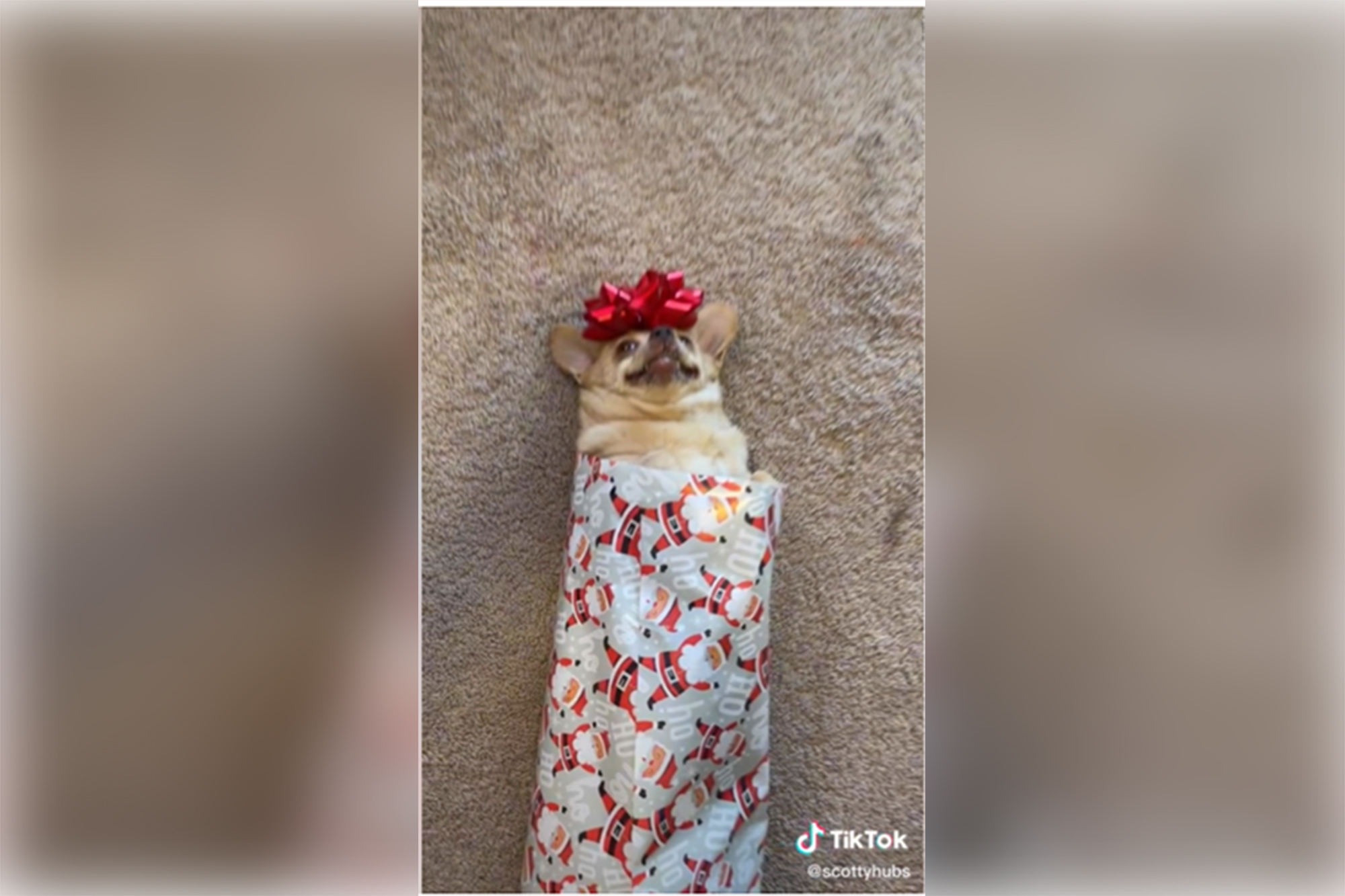 Dogilike.com :: อยากแกะมั้ย! คลิปไวรัลเมื่อชิวาวากลายเป็นของขวัญ