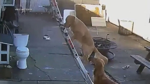 Dogilike.com :: Ţ! شҴչѹ䴢仨Ңͧѧ