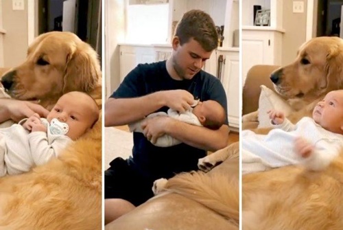 Dogilike.com :: ͺ! áͺʹҡҤس