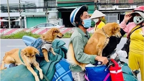 Dogilike.com :: ´ʹ! 12 عѢ١СԴ-19