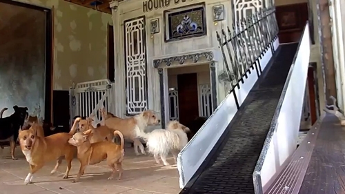 Dogilike.com :: ѡѡ! ҢͧҧҹعѢѧ˭ 16 ٺʺ