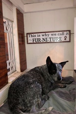 Dogilike.com :: ѡѡ! ҢͧҧҹعѢѧ˭ 16 ٺʺ