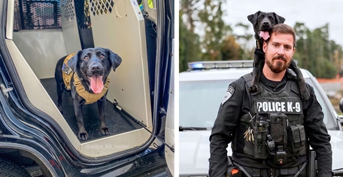 Dogilike.com :: ŧѡعѢ K9 ѧǨʵԻ!