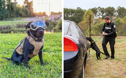 Dogilike.com :: ŧѡعѢ K9 ѧǨʵԻ!