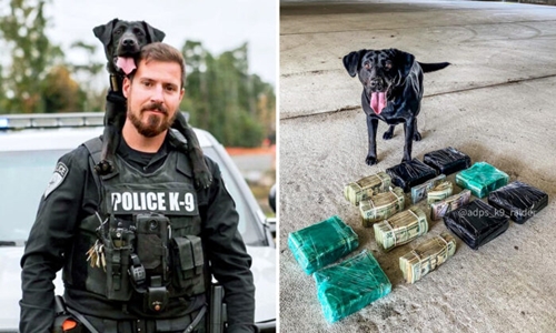 Dogilike.com :: ŧѡعѢ K9 ѧǨʵԻ!