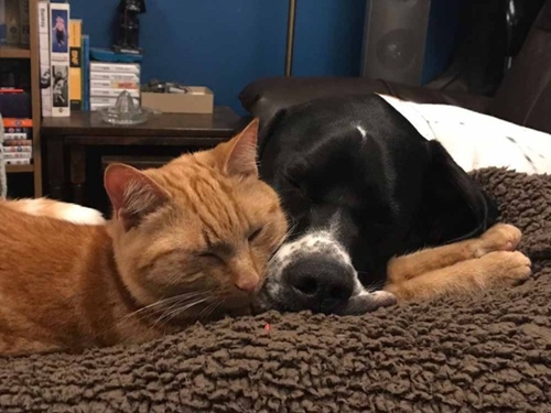 Dogilike.com :: ! ǺԨҤʹ͹繻Ш
