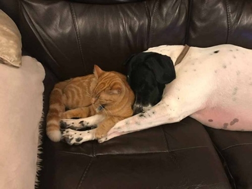 Dogilike.com :: ! ǺԨҤʹ͹繻Ш