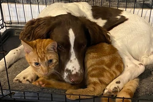 Dogilike.com :: 繴! ٺǤ ˹ͧ仴¡ѹ